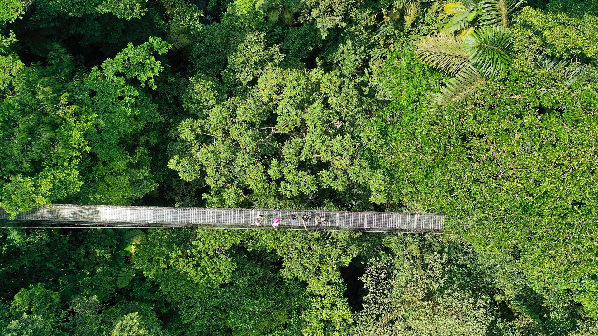 Randonnée immersive dans la nature idéale pour observer les oiseaux et la flore tropicale.