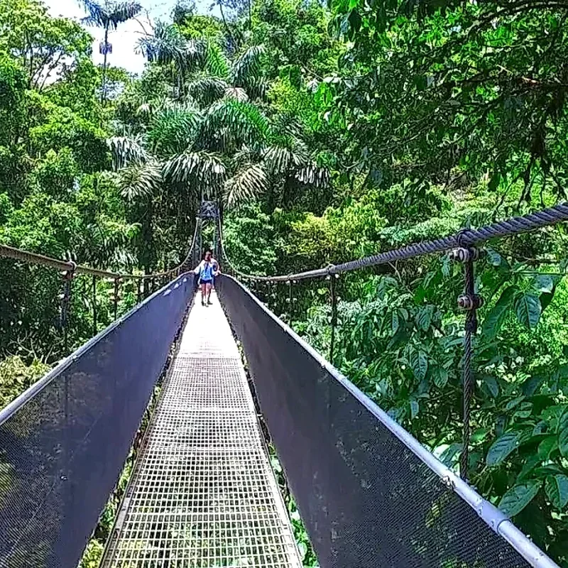 Exploration aérienne de la forêt tropicale à travers les ponts suspendus.