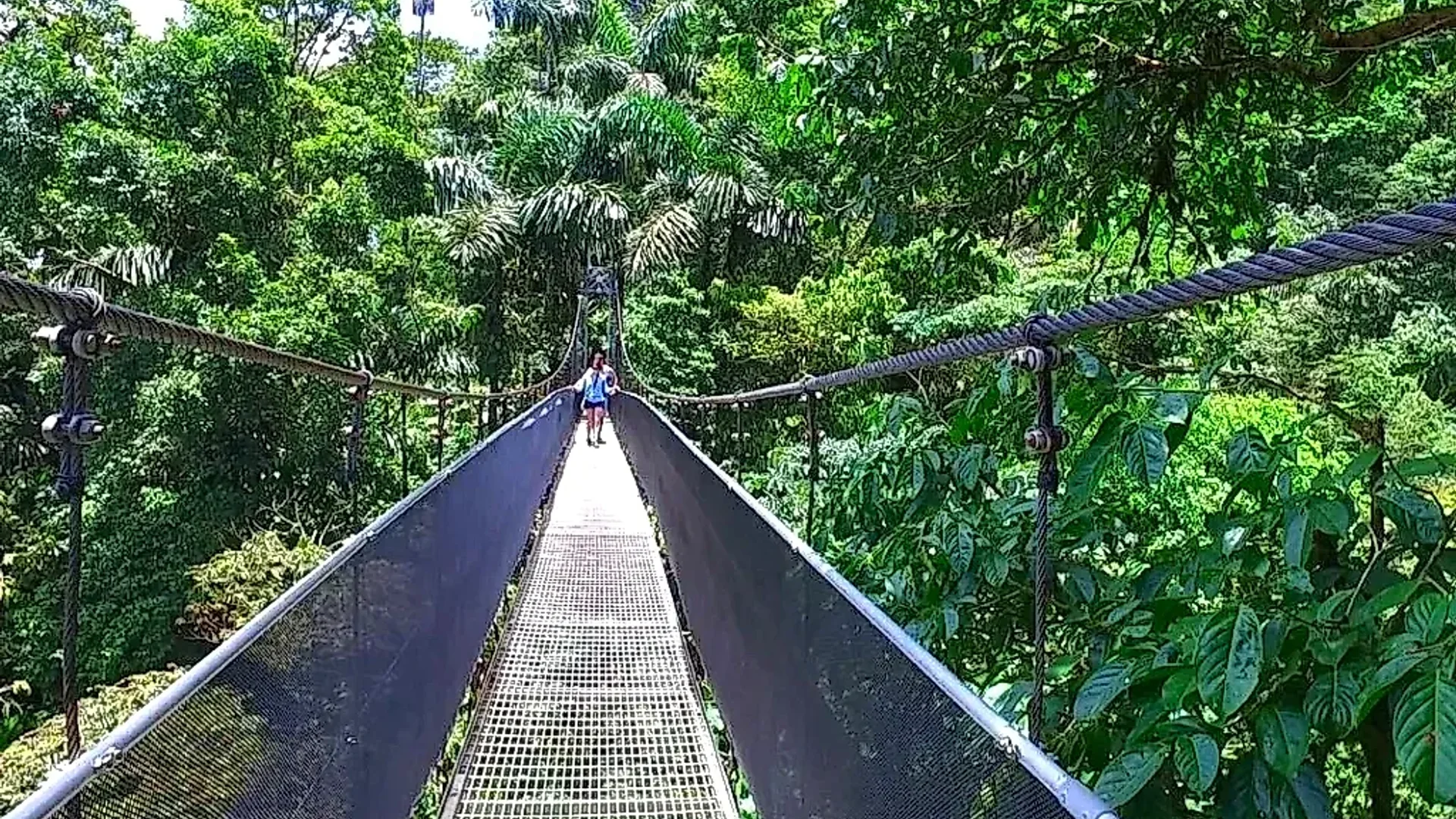 Aerial exploration of the tropical rainforest through the hanging bridges.