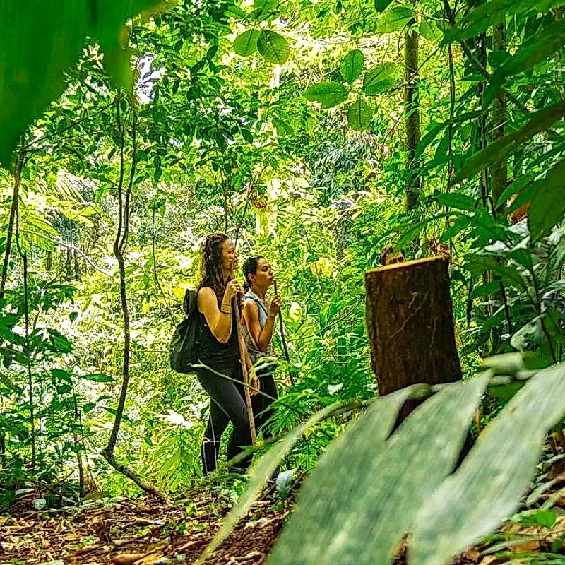 Exploration d'une végétation dense et d'une faune cachée dans la forêt tropicale.