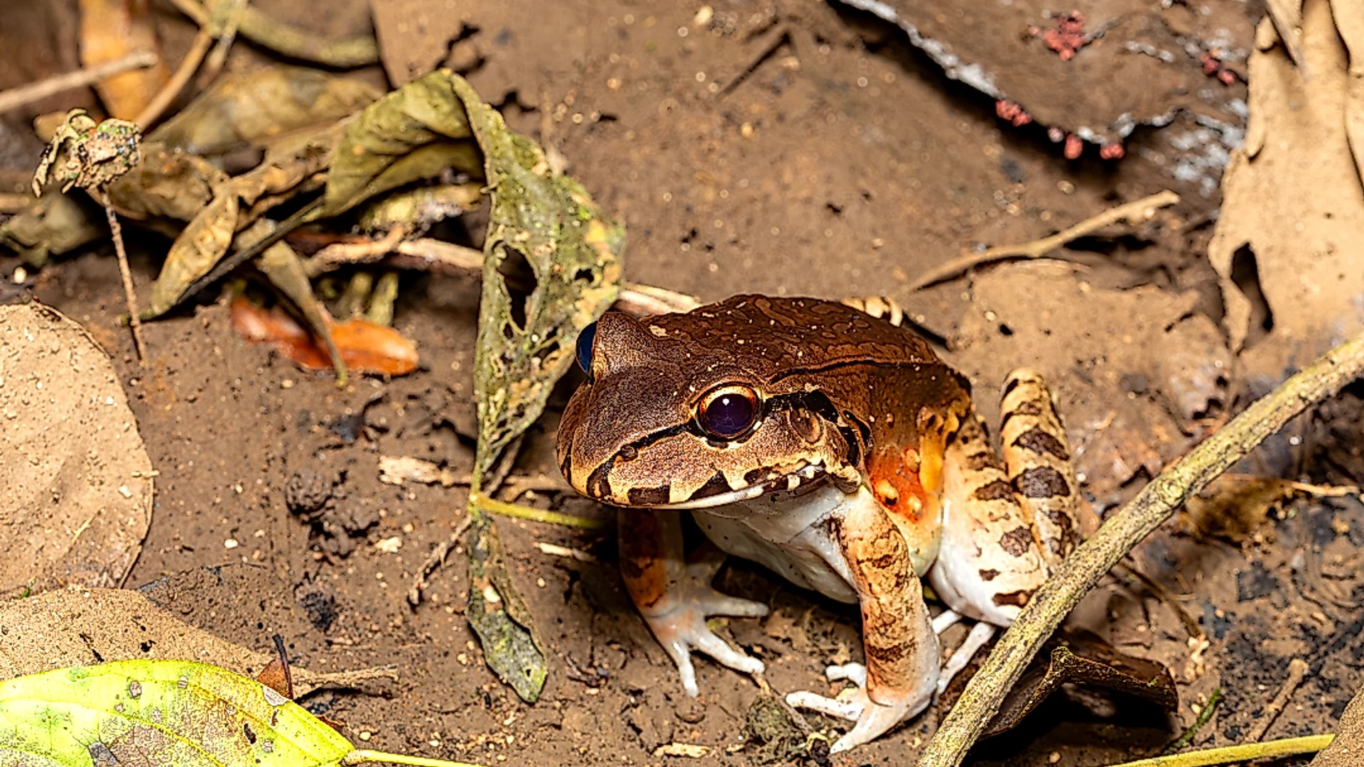 Begegnung mit der nächtlichen Natur im Regenwald von Arenal.