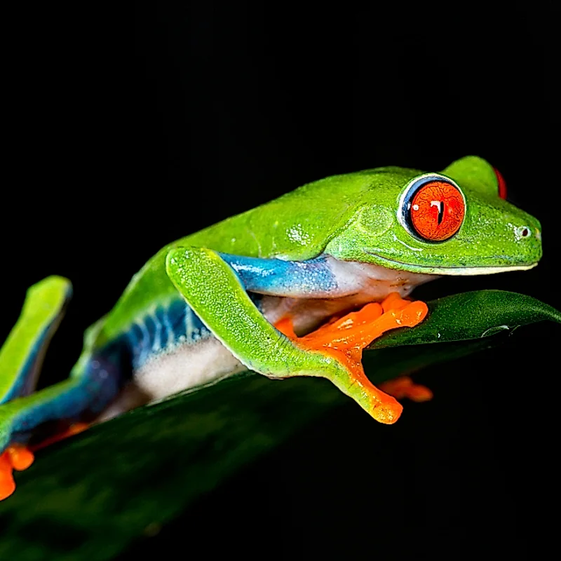 Petite rainette aux yeux rouges, une icône de la biodiversité nocturne au Costa Rica.