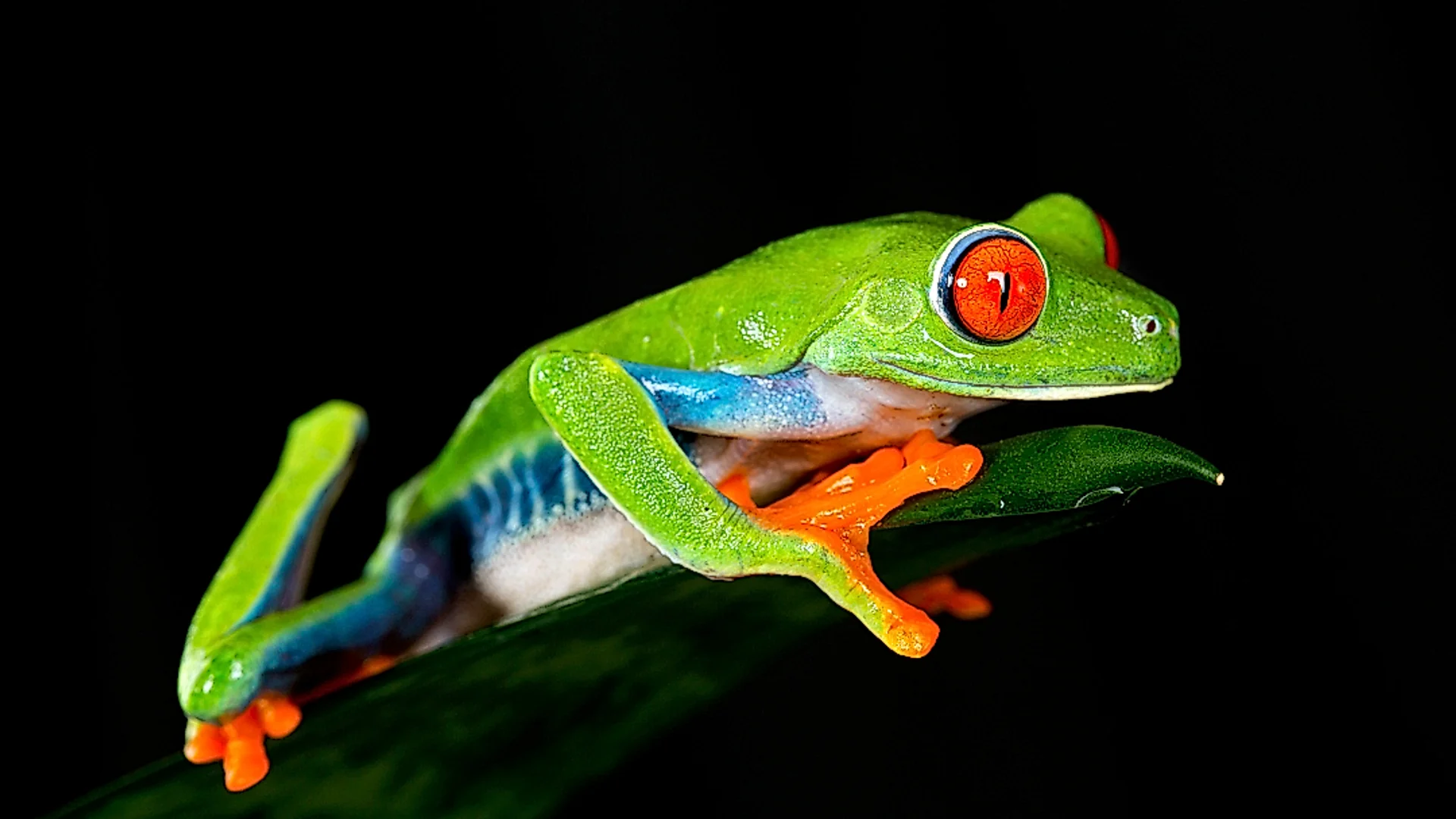 Small red-eyed tree frog, an icon of nocturnal biodiversity in Costa Rica.