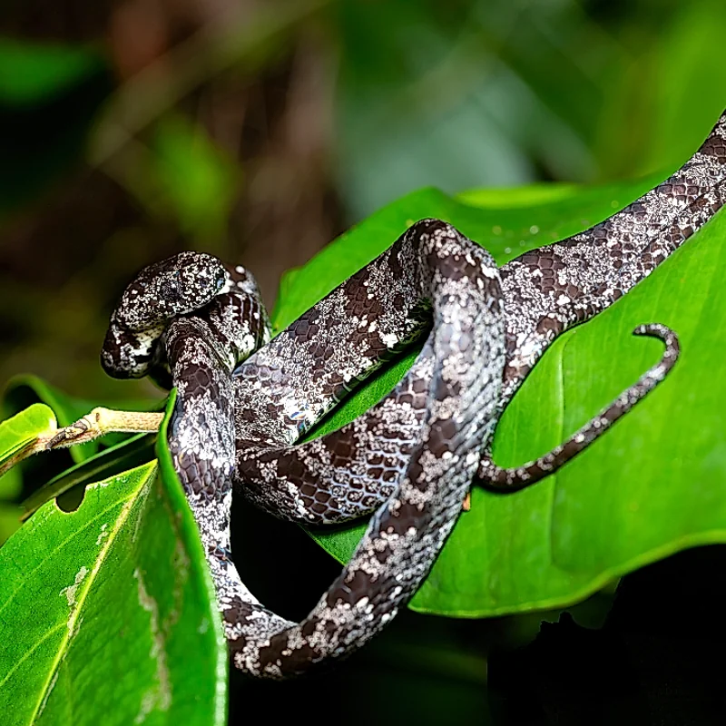 Verborgene Tierwelt wird während der Nocturnal Wonders Tour in La Fortuna sichtbar.