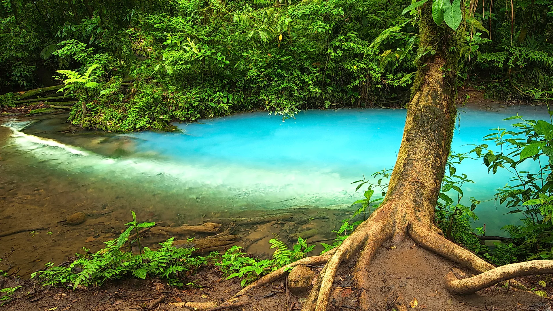 Rio Celeste Erkundung ab La Fortuna