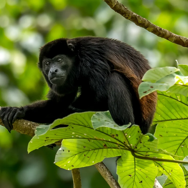 Exploration of river biodiversity from a private kayak in Costa Rica.