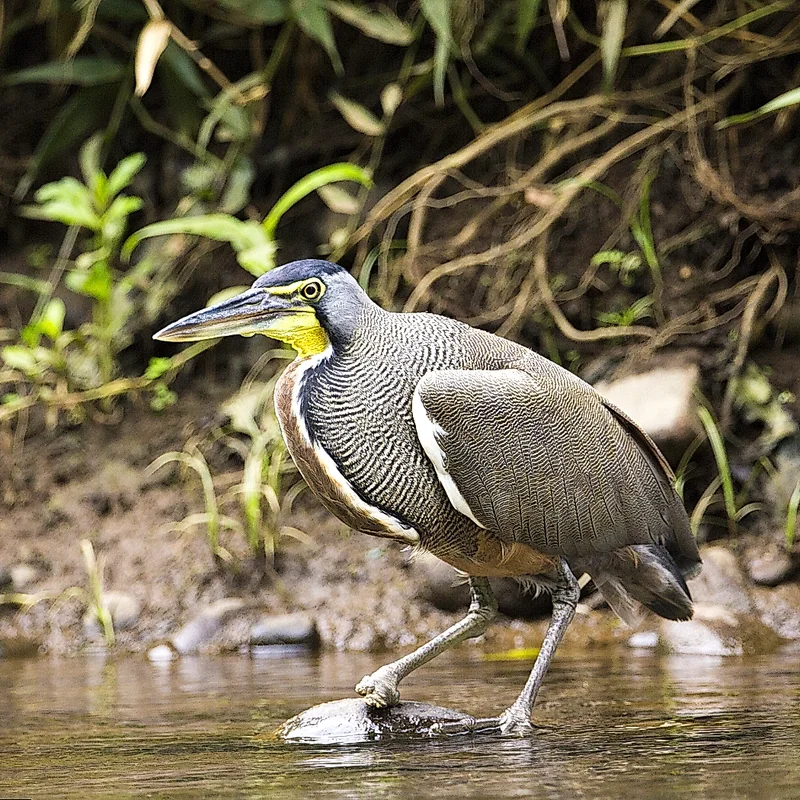 Malerischer Abstieg zum Wasserfall La Fortuna durch den Regenwald.