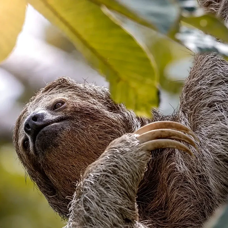 Paresseux à trois doigts suspendu paisiblement à une branche dans la forêt de La Fortuna.
