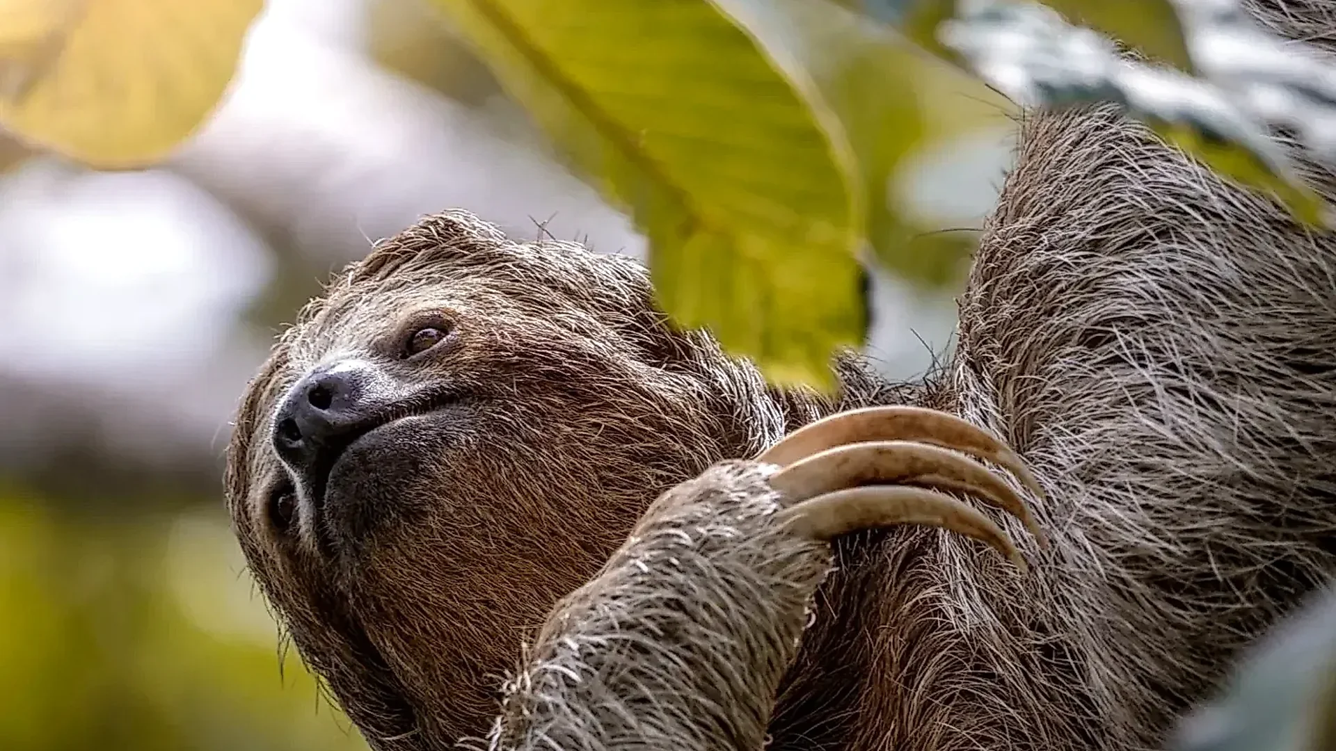 Three-toed sloth hanging peacefully from a branch in the La Fortuna forest.