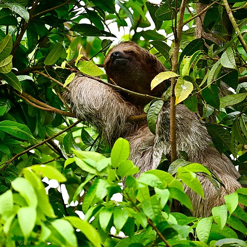 Touristes observant des paresseux dans leur habitat naturel avec l'aide d'un guide expert.