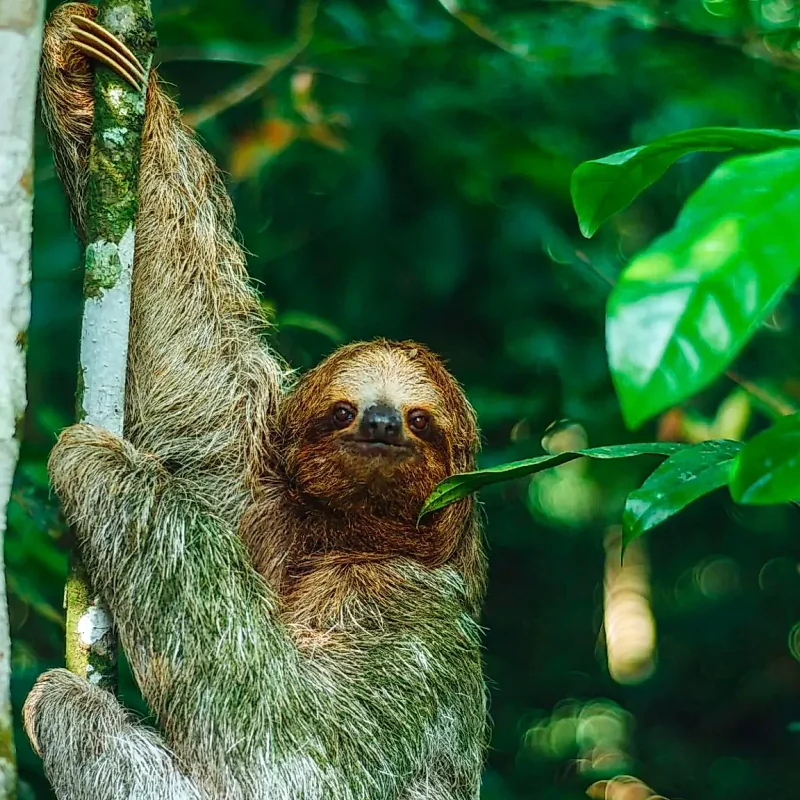 Sloths in La Fortuna Costa Rica: A Guide to the Iconic Dwellers