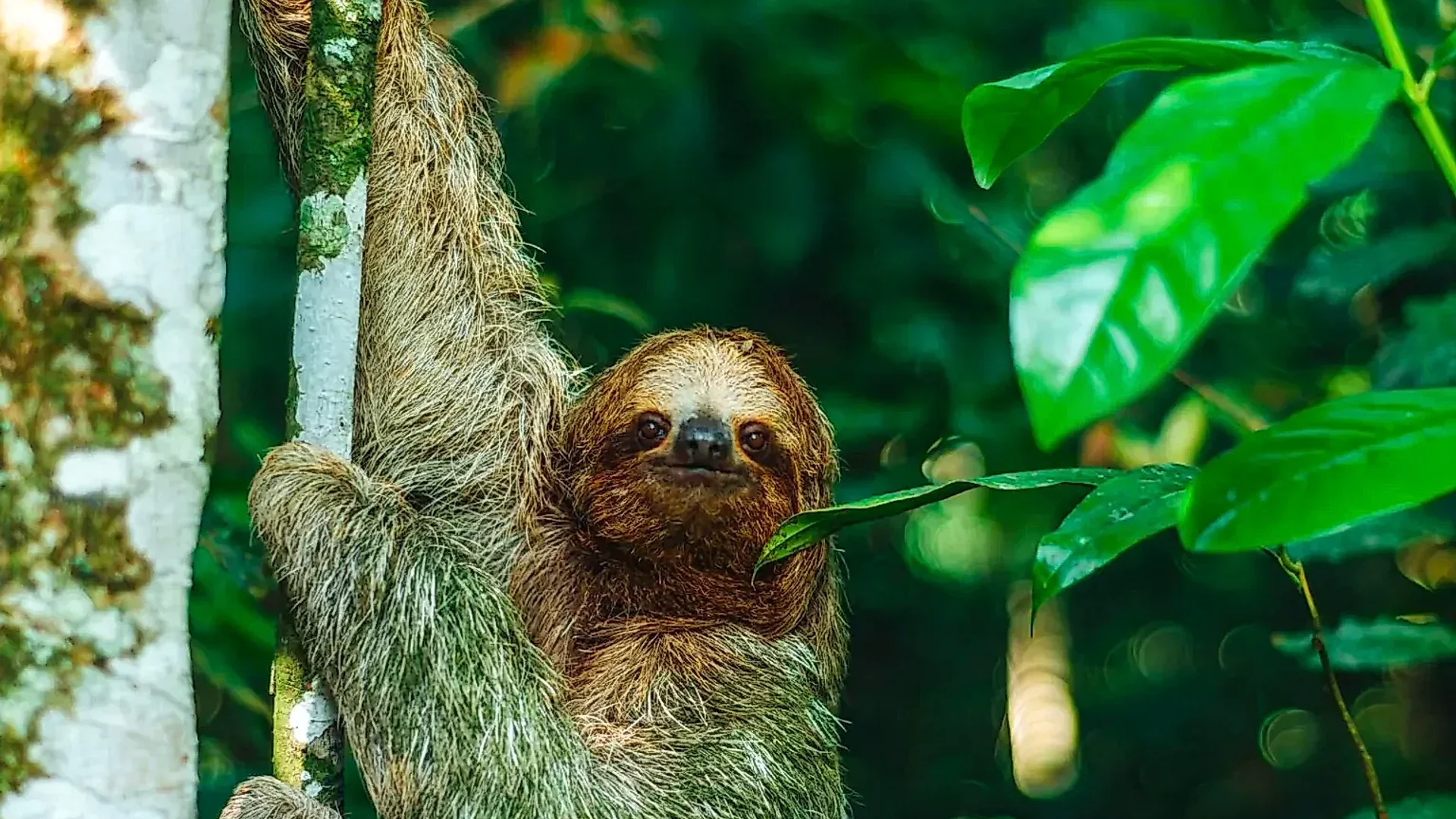 Faultiere in La Fortuna Costa Rica: Ein Guide zu den ikonischen Bewohnern
