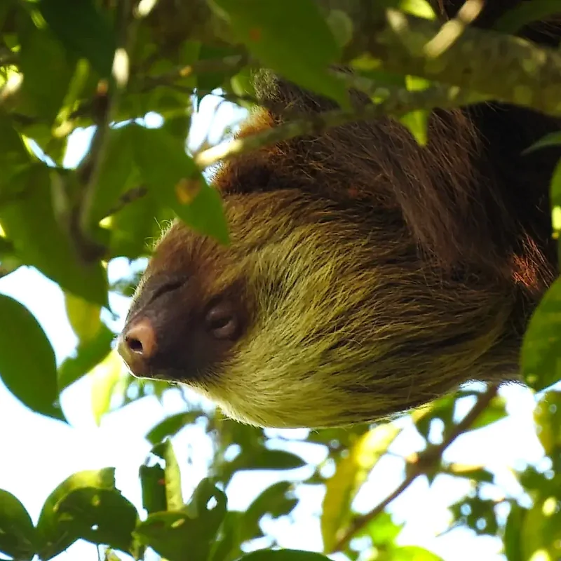 Discovery of nocturnal wildlife in the tropical rainforest of La Fortuna.