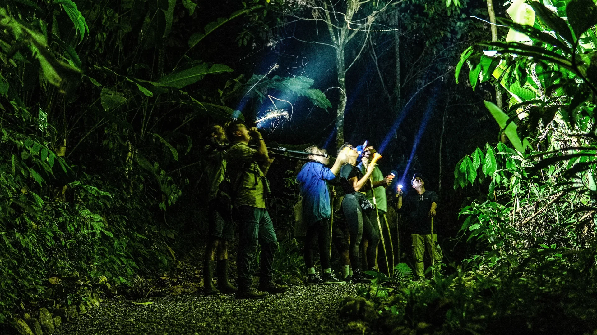 Fascinating exploration of the jungle's secrets at nightfall in Arenal.