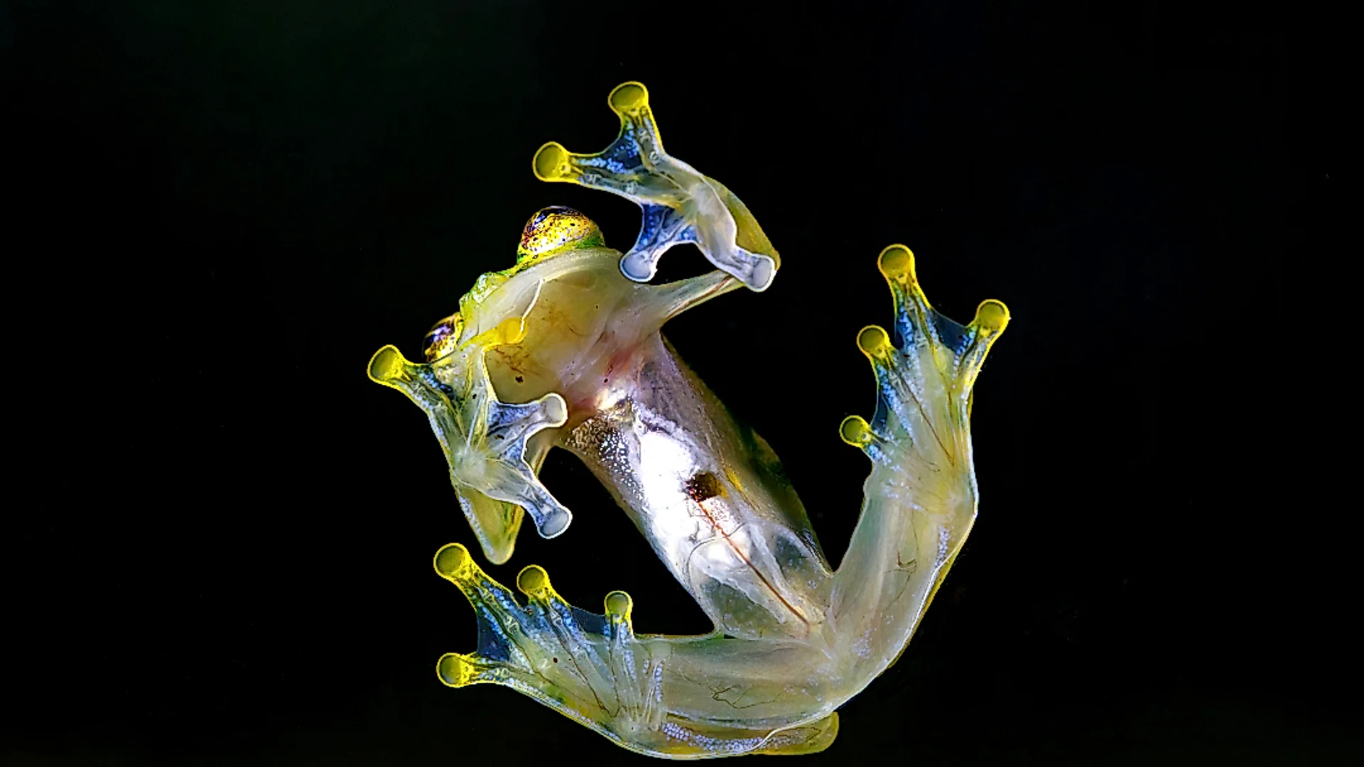 Rotaugenlaubfrosch ruht auf einem Blatt während der Abendexpedition.