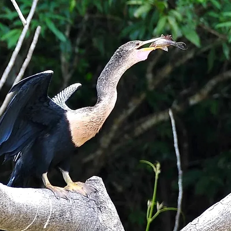 Oiseau pêchant dans les eaux de Caño Negro, un paradis pour l'observation des oiseaux au Costa Rica.