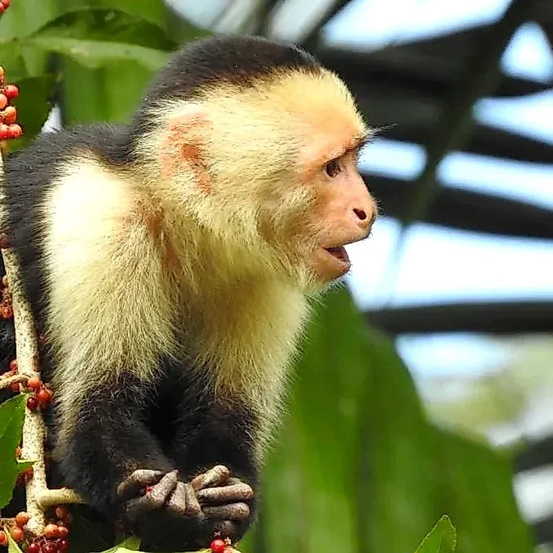 Singe capucin sur une branche lors de l'excursion d'observation de la faune à Caño Negro, Costa Rica.