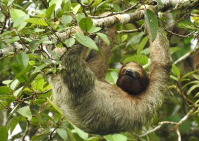 Twilight Expedition: Sloths, Frogs & Rainforest Secrets in La Fortuna